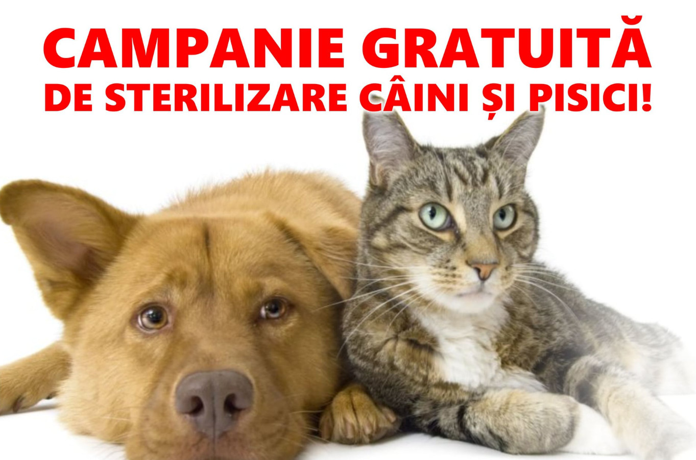 Important: Primaria Găești anunță că  pe 27 octombrie, are loc o nouă campanie de sterilizări câini și pisici, gratuit, la Școala de la Arsuri.