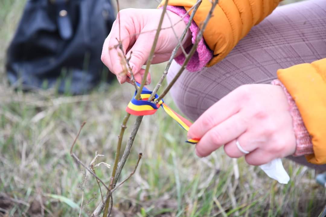 Primăria Răcari a organizat o nouă acțiune de plantare stejari intitulată "Plantăm speranța în Pădurea Parașutiștilor".