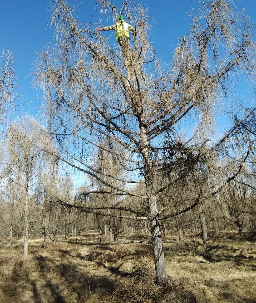 Recoltarea conurilor de larice din Plantajul Priseaca de la Romsilva Ocolul Silvic Târgoviște, carec în fiecare an, realizează lucrări 